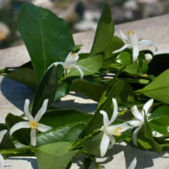 Devotion 12 Devotion -BENLUX Boutique devotion eau de parfum dolce gabbana 50 ml 4