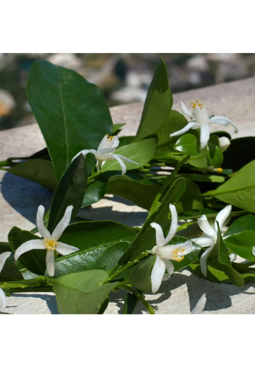 Devotion 5 Devotion – Image 5